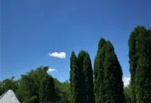 Agentie Servicii Funerare Funerare Caldararu 0723757779 -  CASA FUNERARA DRAGOMIR