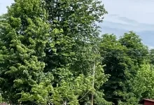 Agentie Servicii Funerare Parastase si Pomeni Ungheni - AGENTIA FUNERARA DAMASC