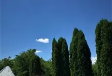 Agentie Servicii Funerare Parastase si Pomeni Mirosi - AGENTIA FUNERARA DAMASC